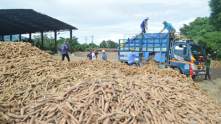 Xuất khẩu sắn tăng mạnh nhưng cần sớm tránh tình trạng “bỏ trứng vào một giỏ”