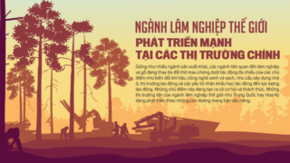 Ngành lâm nghiệp thế giới phát triển mạnh tại các thị trường chính