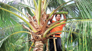 Trồng dừa hữu cơ, Trà Vinh giảm phát thải khí